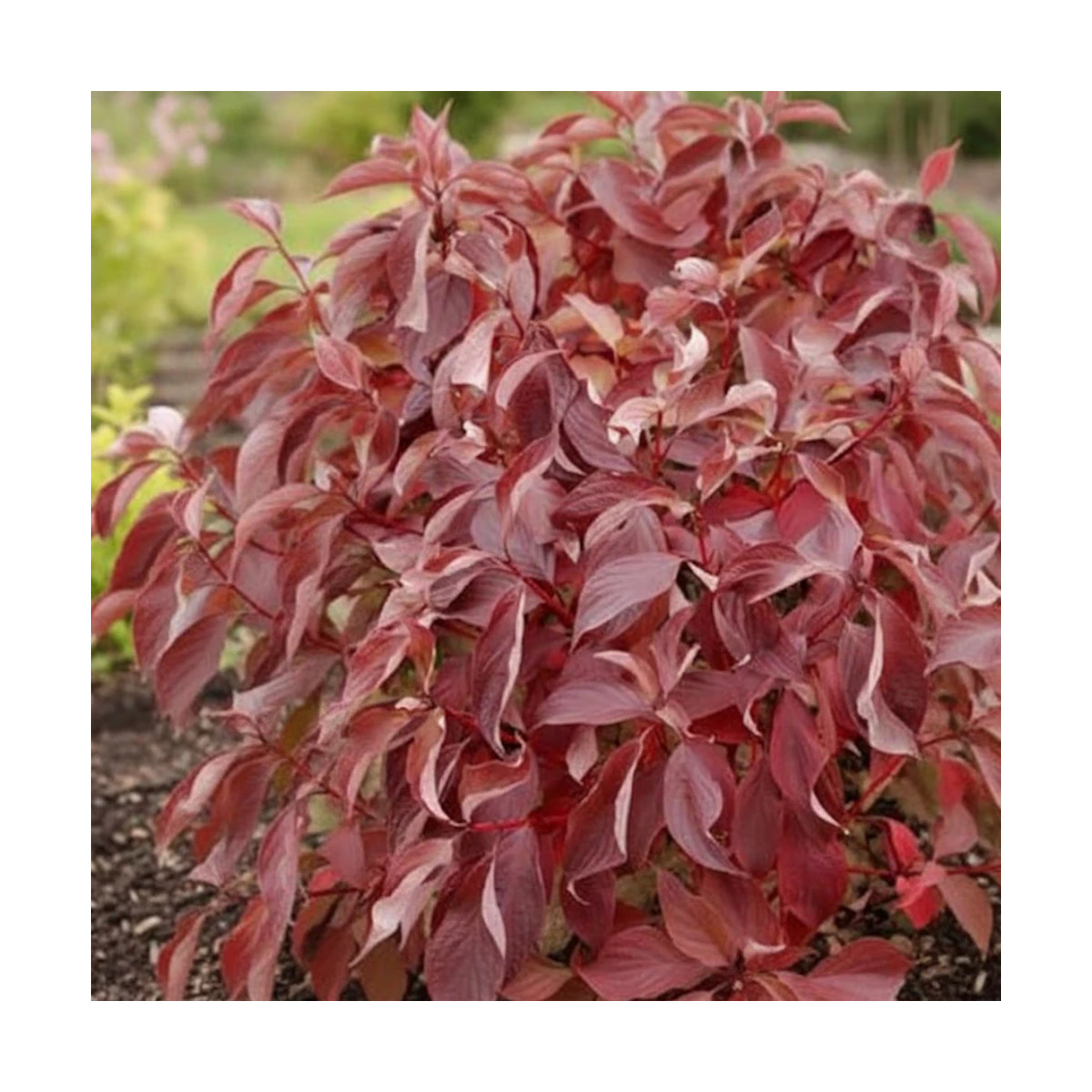 Cornouiller blanc Baton Rouge® 'Minbat', Cornus