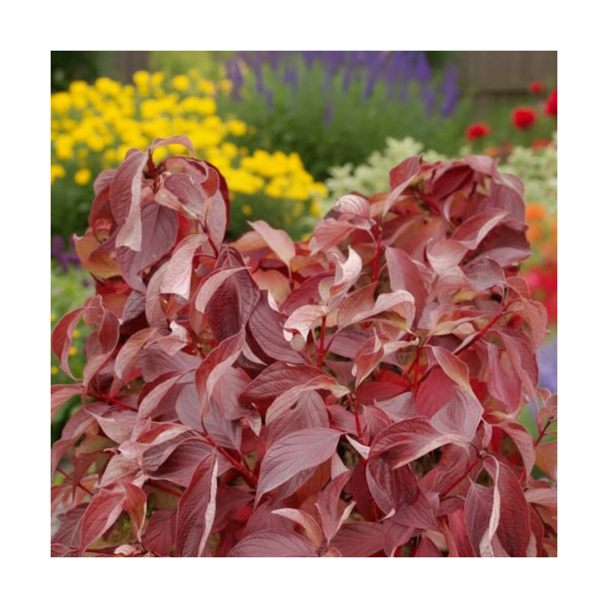 Cornouiller blanc Baton Rouge® 'Minbat', Cornus