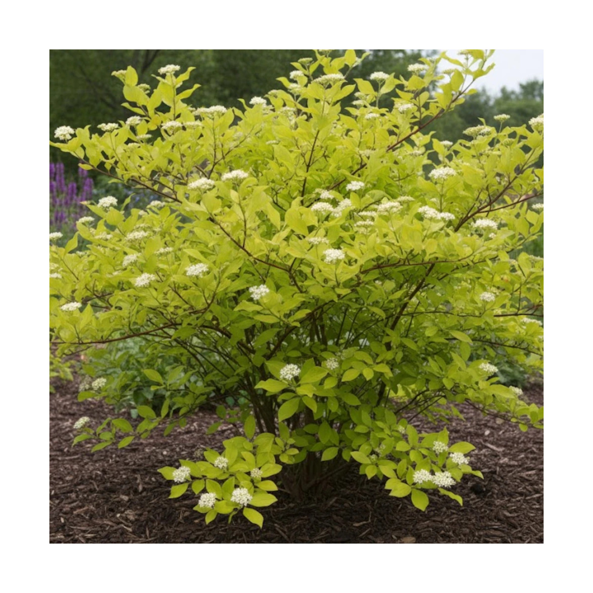 Cornouiller blanc, Cornus
