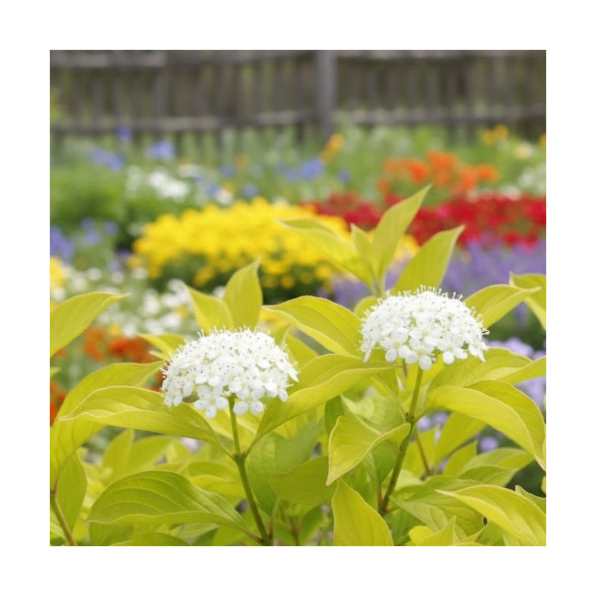 Cornouiller blanc, Cornus