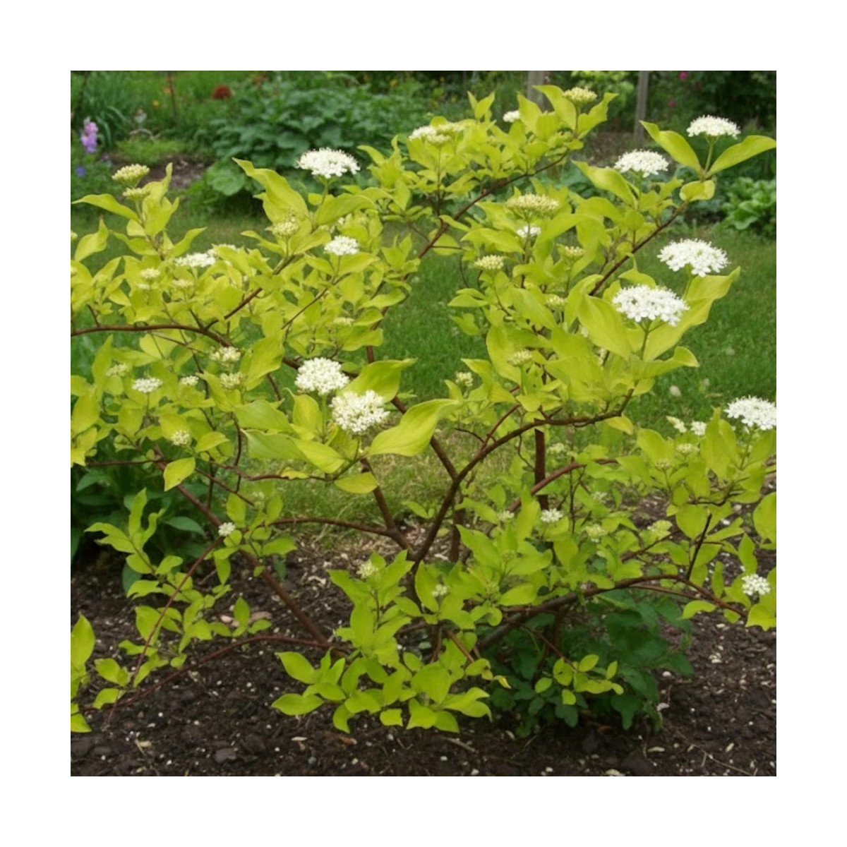 Cornouiller blanc, Cornus