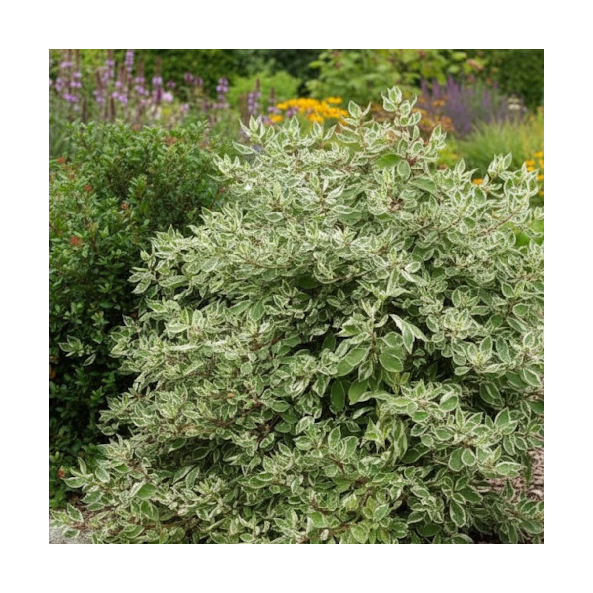 Cornouiller blanc Elegantissima - SILENCE, ça pousse !, Cornus