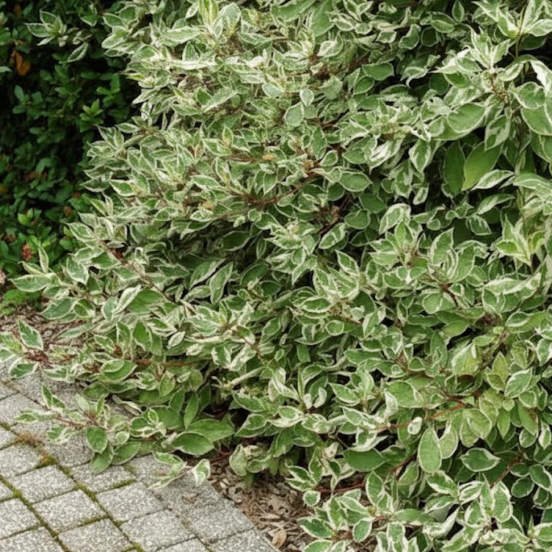 Cornouiller blanc Elegantissima, Cornus
