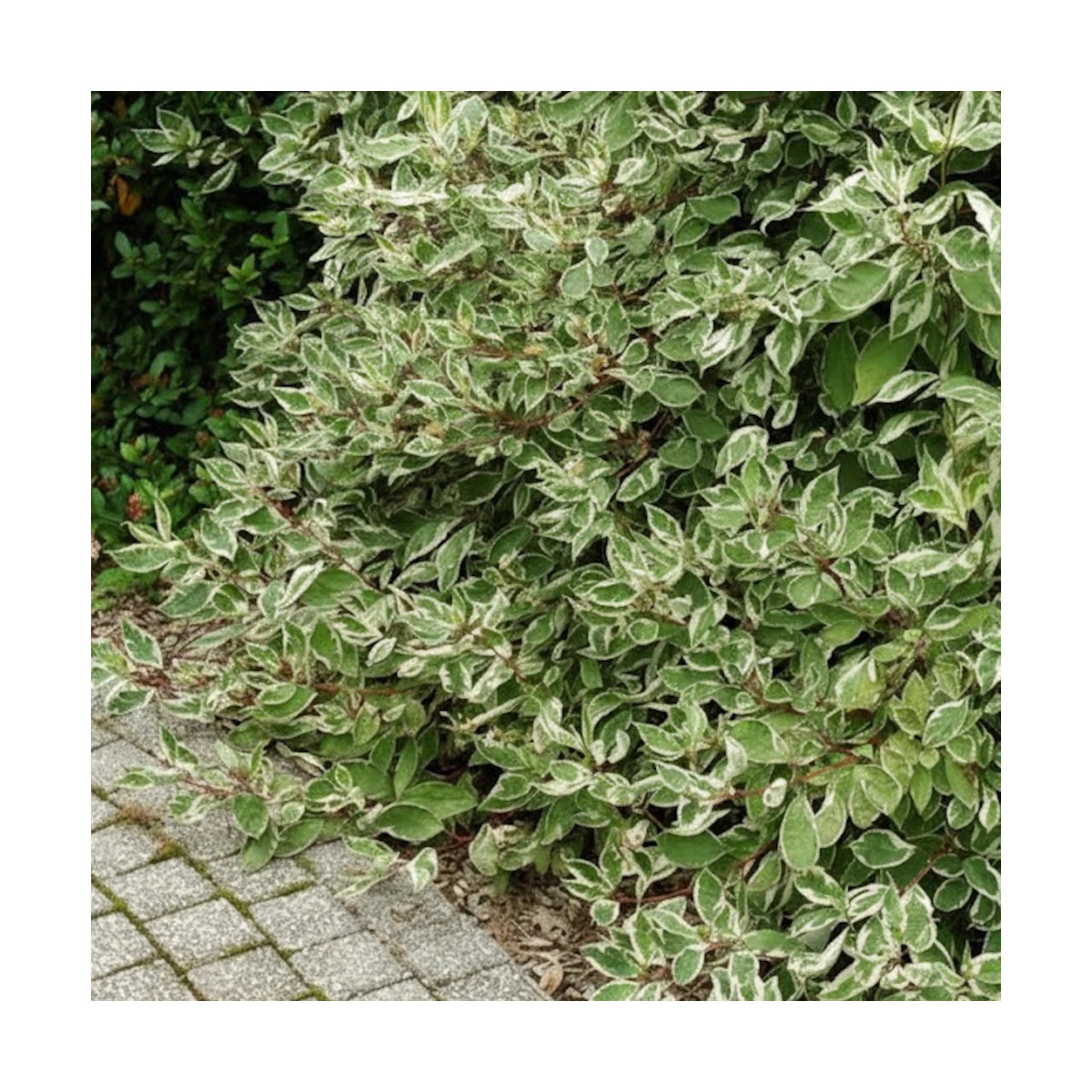 Cornouiller blanc Elegantissima, Cornus