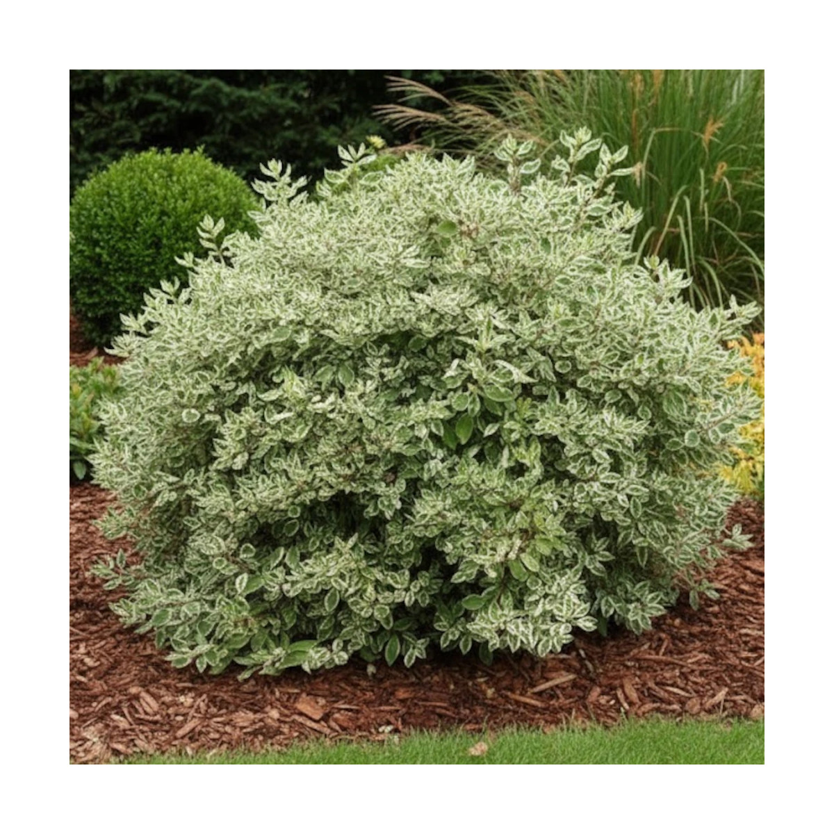 Cornouiller blanc Elegantissima, Cornus
