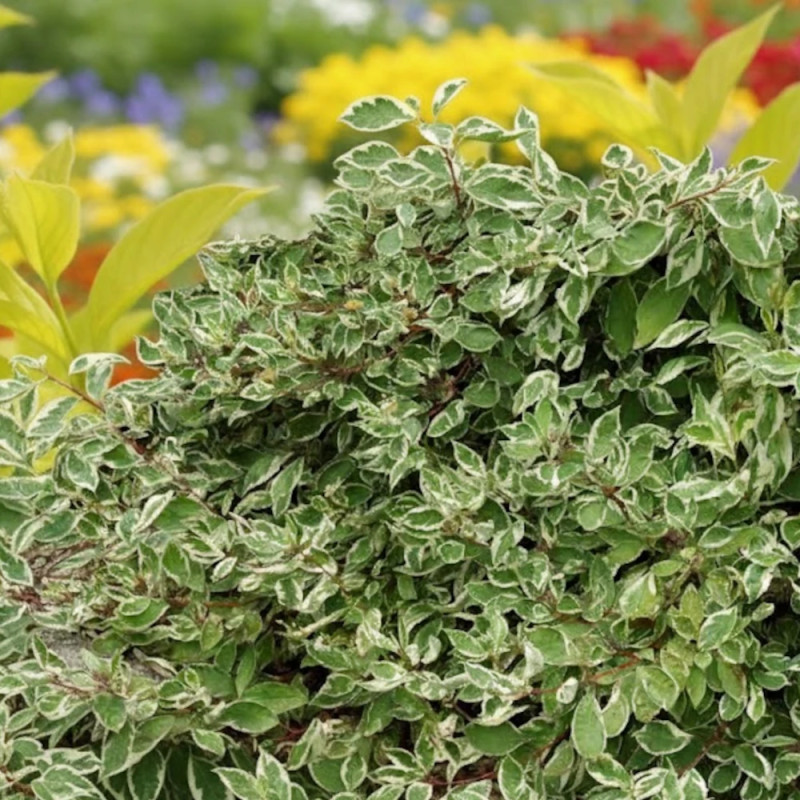 Cornouiller blanc Elegantissima, Cornus