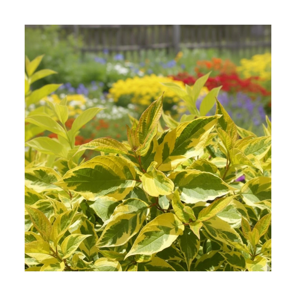 Cornouiller blanc Gauchaultii, Cornus