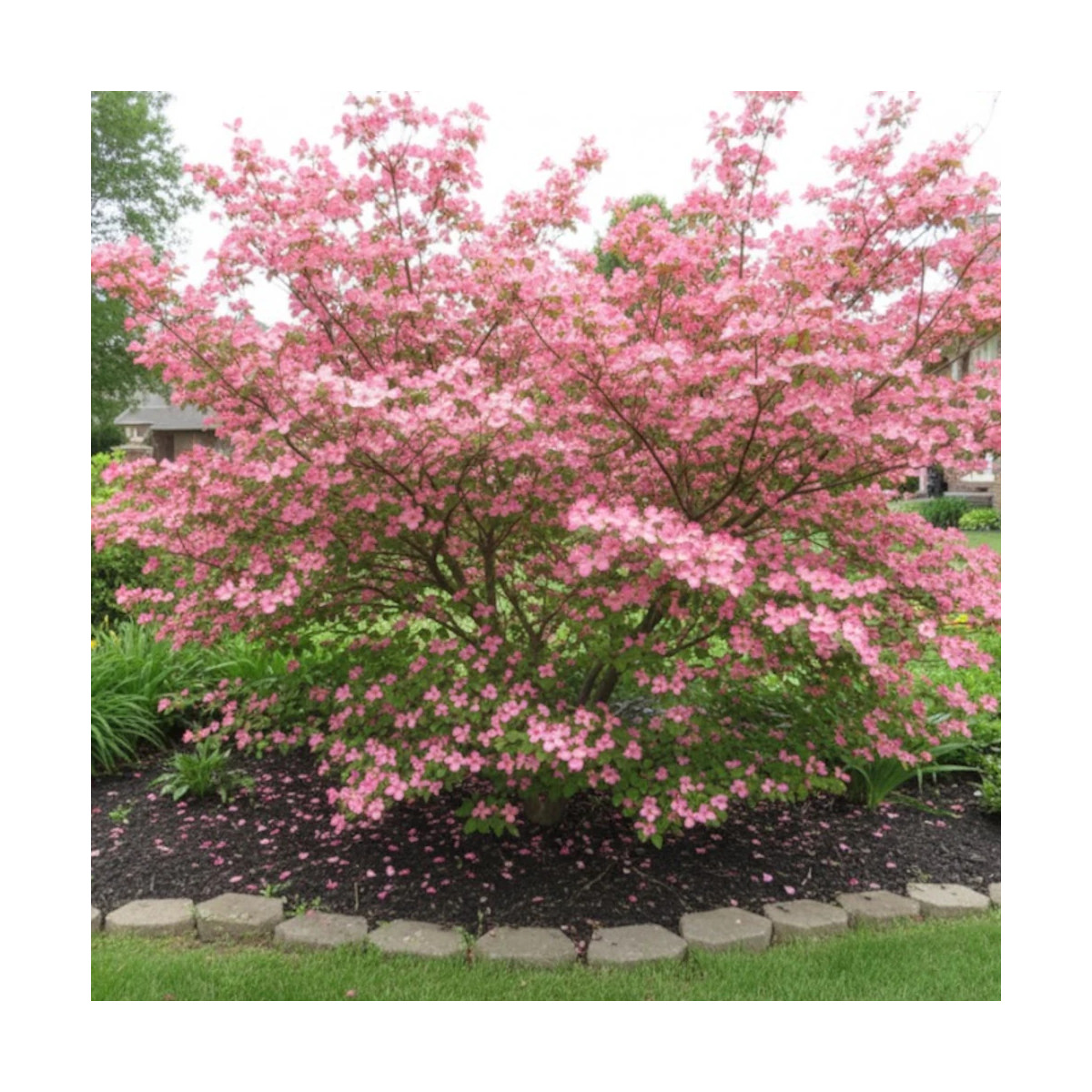 Cornouiller de Floride Rubra - SILENCE, ça pousse !, Cornus