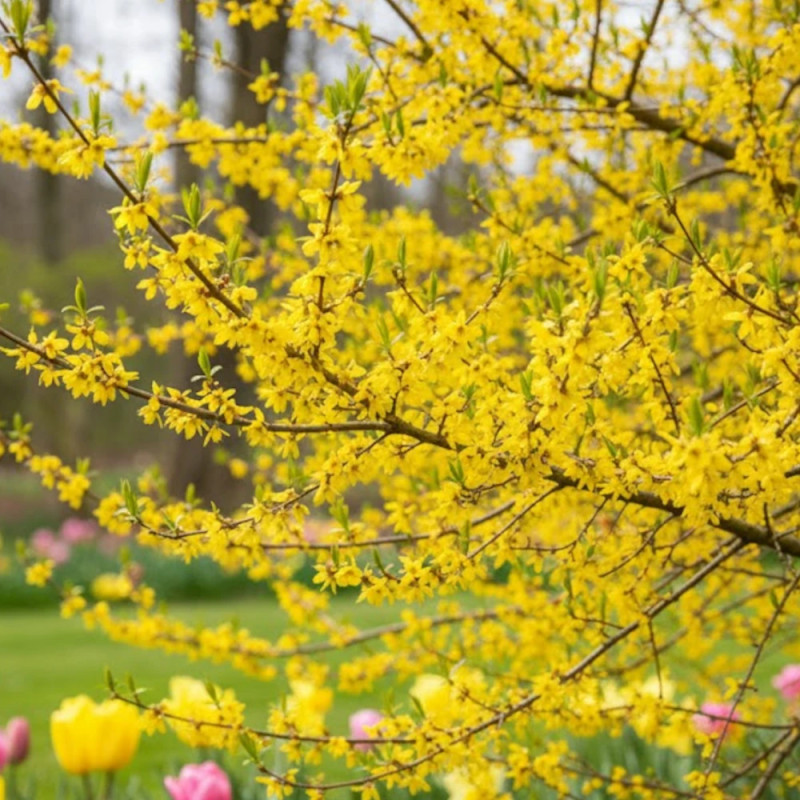 Cornouiller mâle - SILENCE, ça pousse !, Cornus