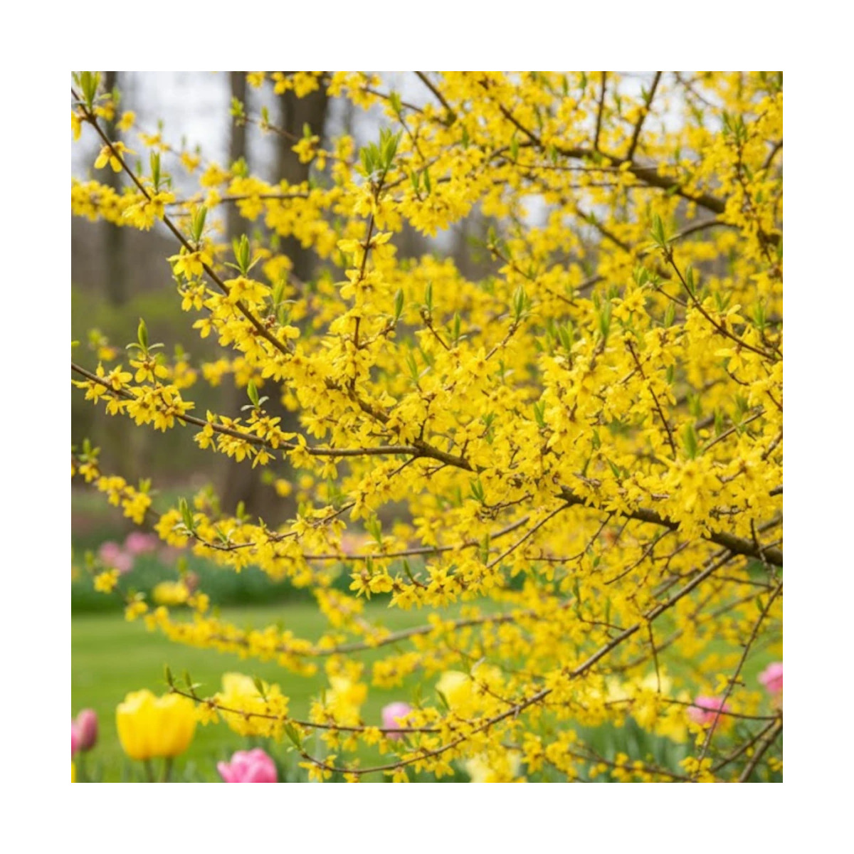 Cornouiller mâle - SILENCE, ça pousse !, Cornus