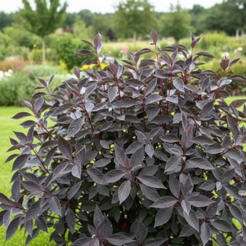 Cornouiller blanc Nightfall® 'Verpaalen3', Cornus