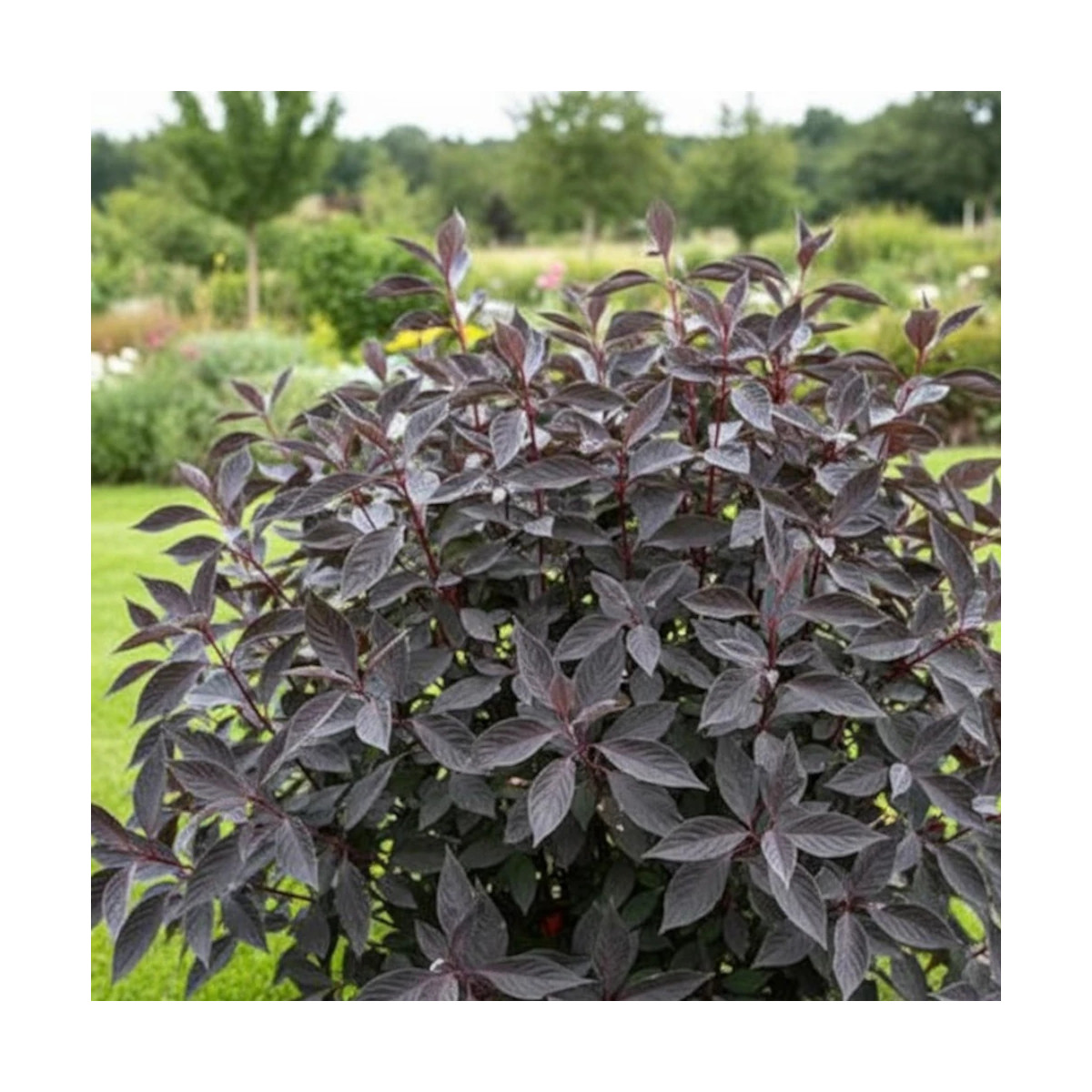 Cornouiller blanc Nightfall® 'Verpaalen3', Cornus