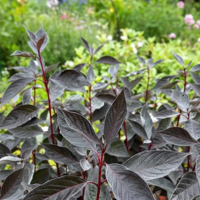 Cornouiller blanc Nightfall® 'Verpaalen3', Cornus