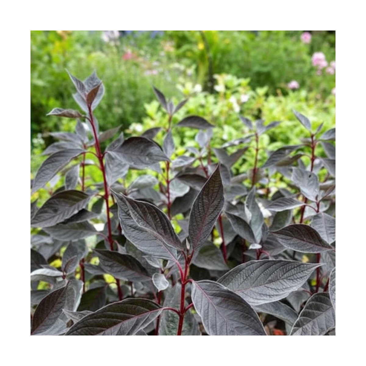Cornouiller blanc Nightfall® 'Verpaalen3', Cornus