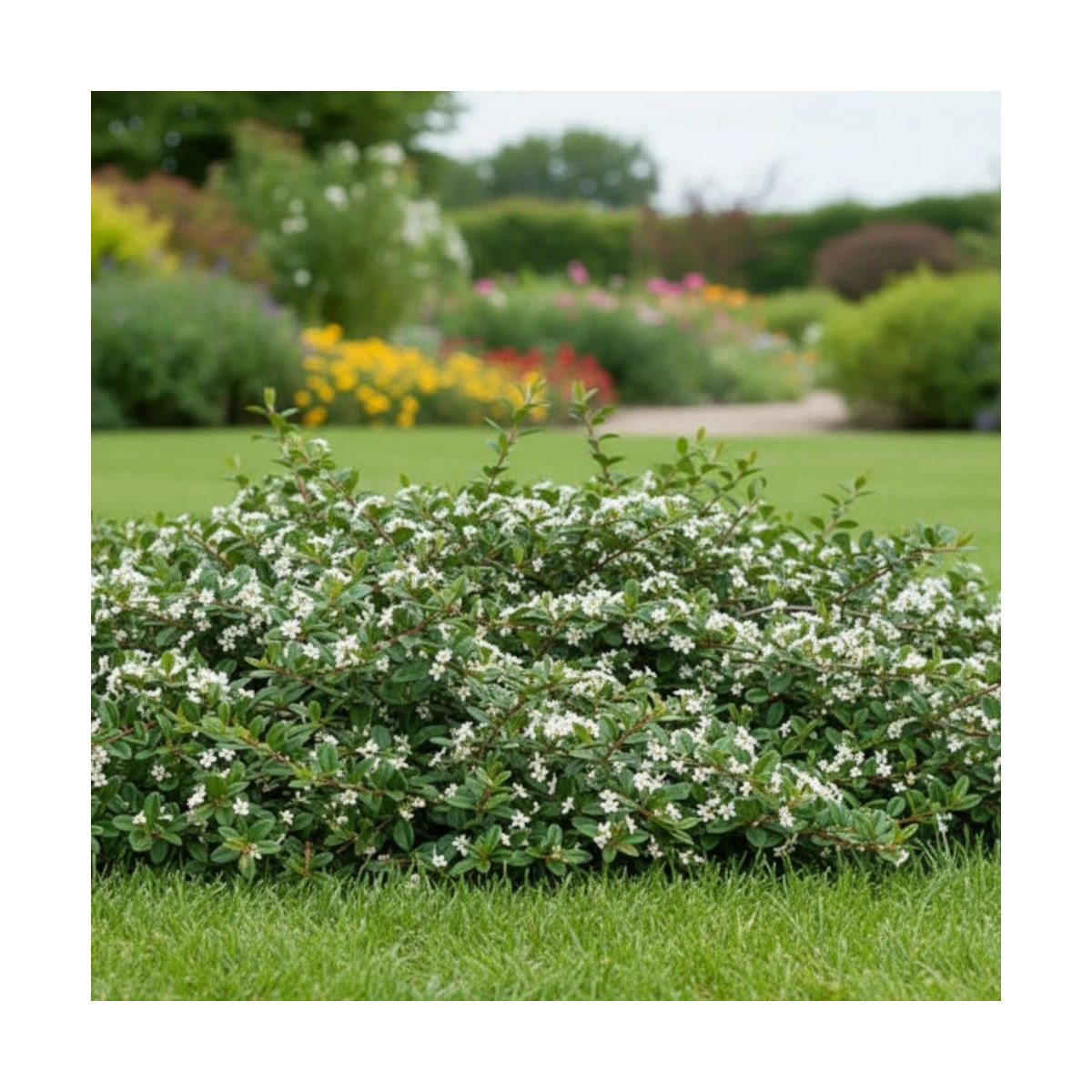 Cotoneaster rampant de Dammer, Cotonéaster