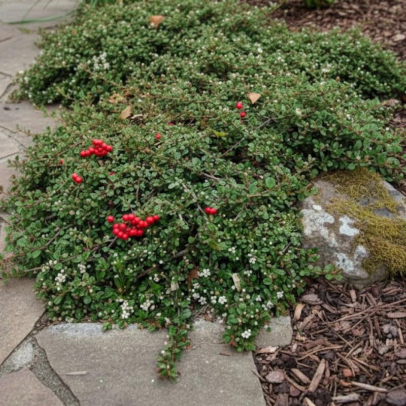 Cotoneaster microphyllus, Cotonéaster