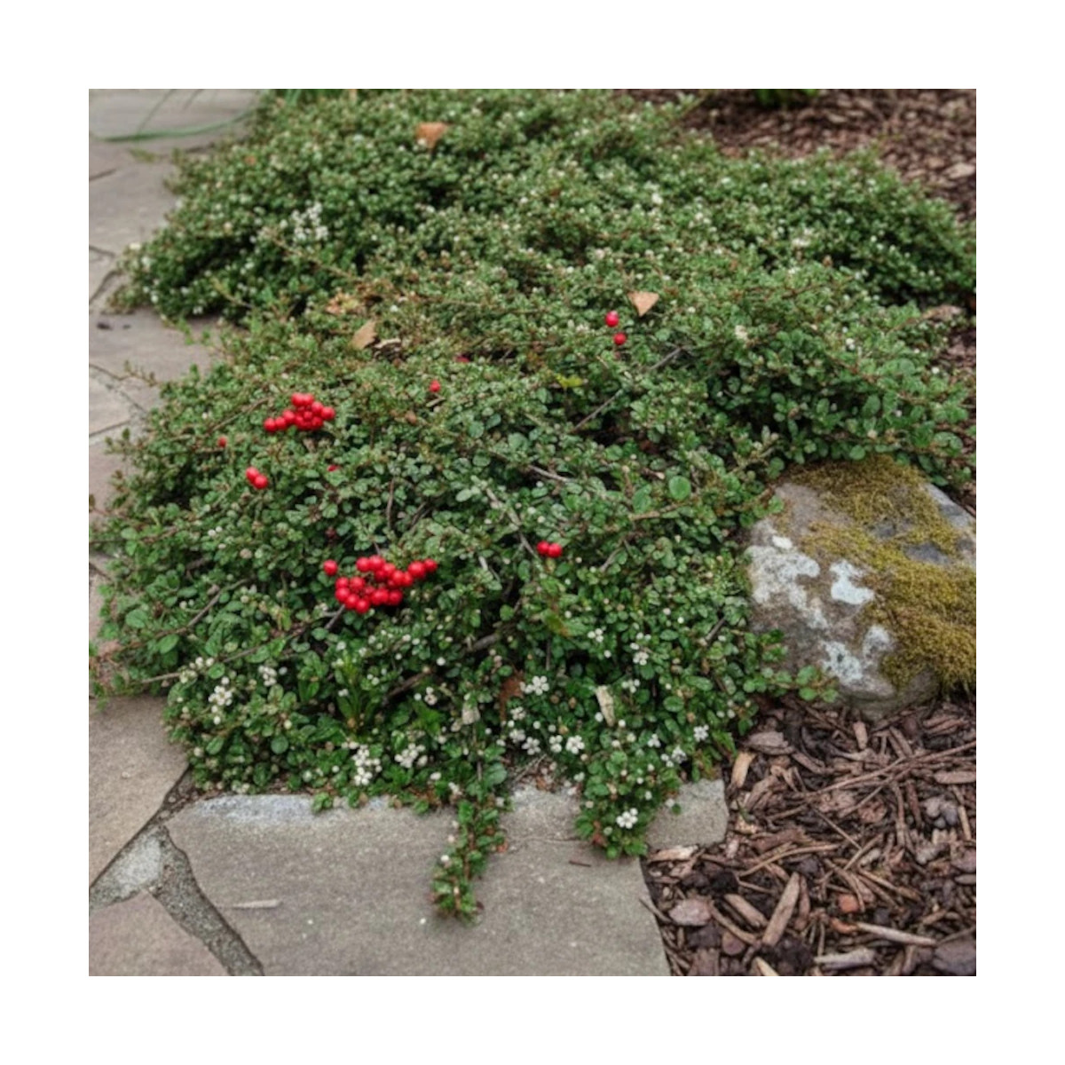 Cotoneaster microphyllus, Cotonéaster