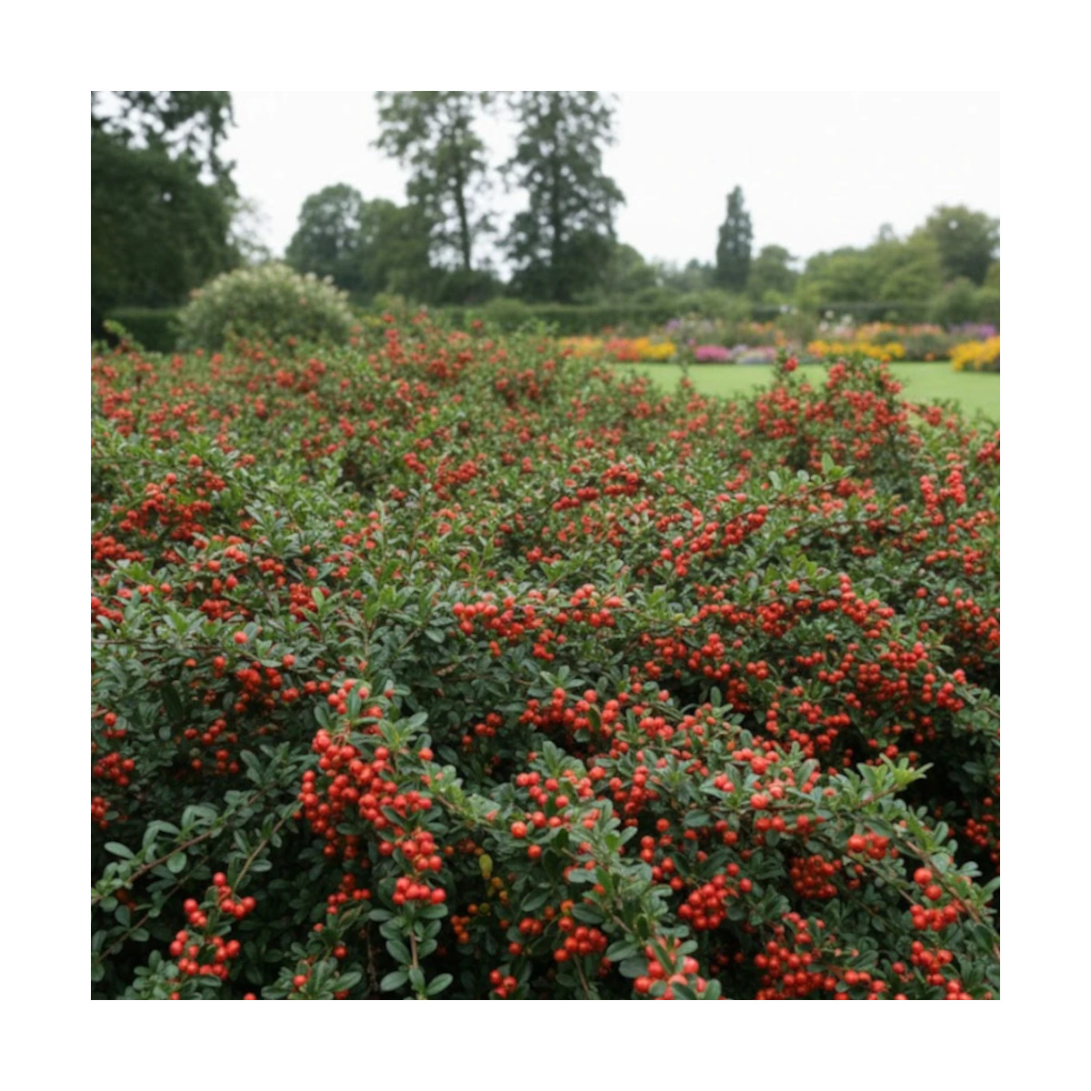 Cotoneaster rampant Coral Beauty - SILENCE, ça pousse !, Cotonéaster Cotoneaster rampant Coral Beauty - SILENCE, ça pousse !, Cotonéaster