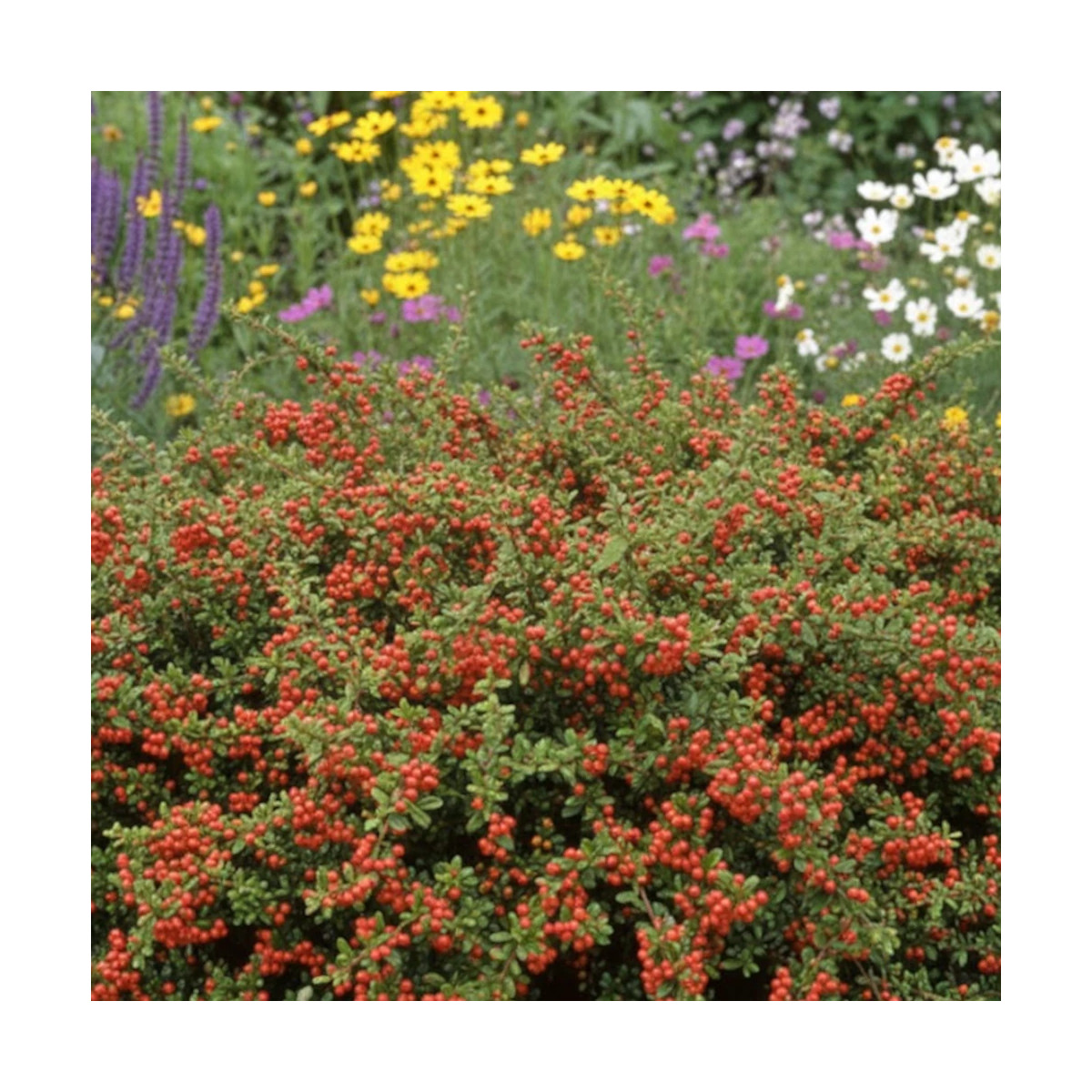 Cotoneaster rampant Coral Beauty - SILENCE, ça pousse !, Cotonéaster Cotoneaster rampant Coral Beauty - SILENCE, ça pousse !, Cotonéaster