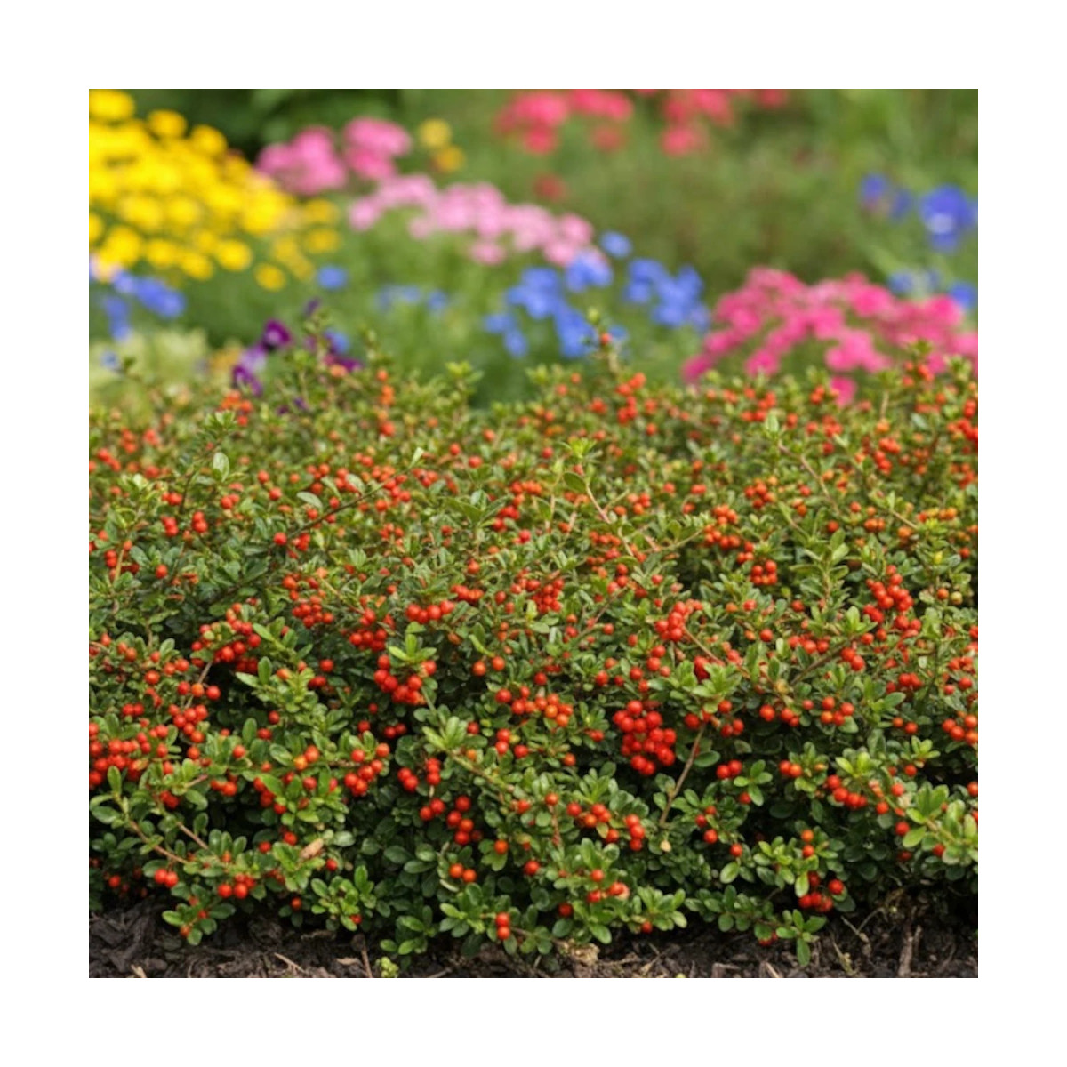 Cotoneaster rampant Coral Beauty - SILENCE, ça pousse !, Cotonéaster Cotoneaster rampant Coral Beauty - SILENCE, ça pousse !, Cotonéaster
