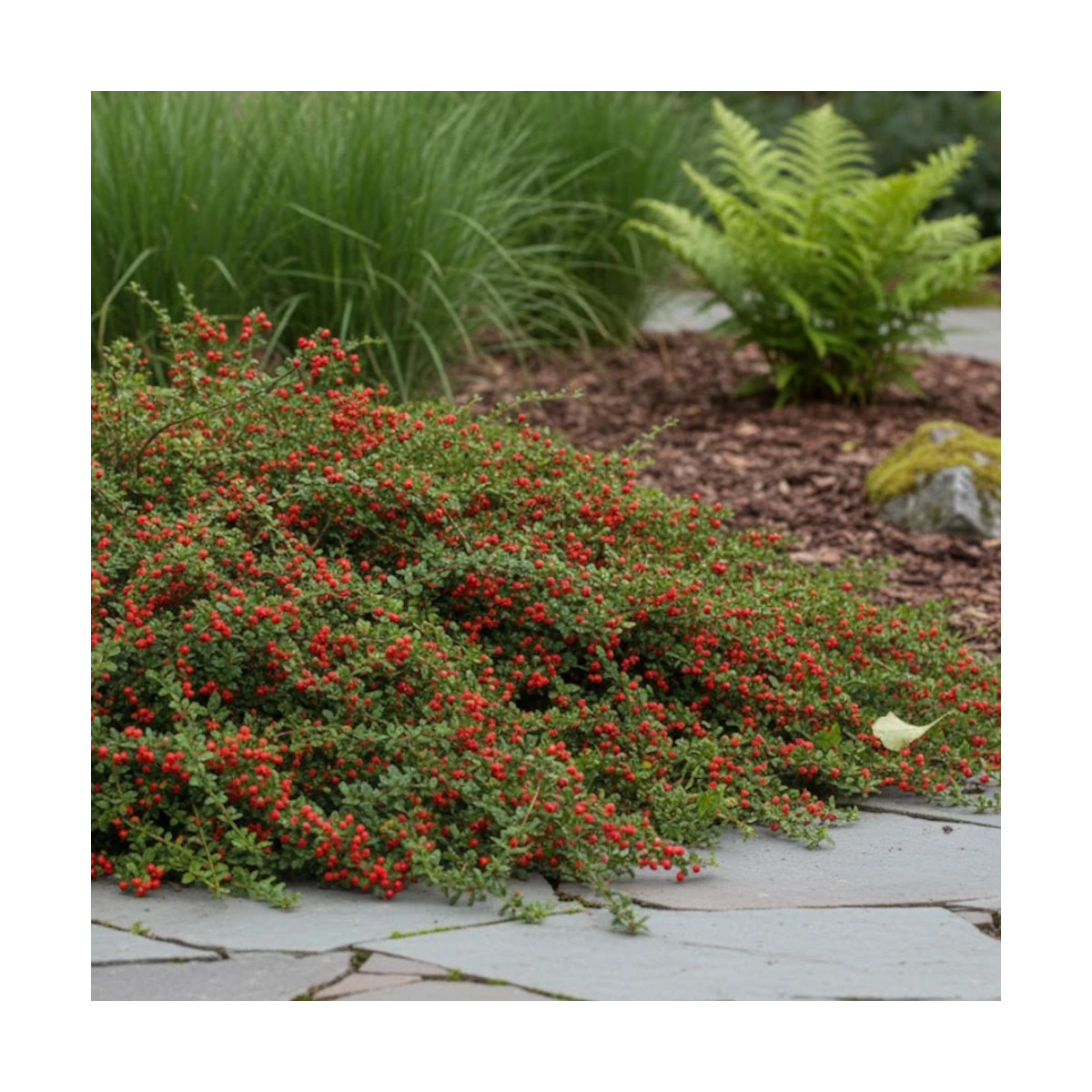 Cotoneaster rampant Coral Beauty - SILENCE, ça pousse !, Cotonéaster Cotoneaster rampant Coral Beauty - SILENCE, ça pousse !, Cotonéaster