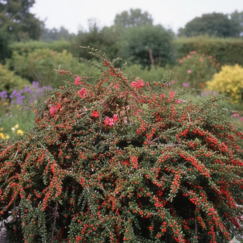 Cotoneaster rampant Skogholm, Cotonéaster