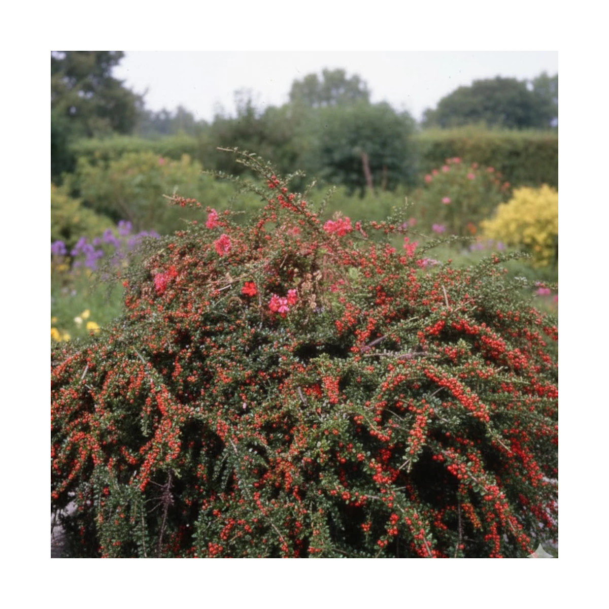 Cotoneaster rampant Skogholm, Cotonéaster