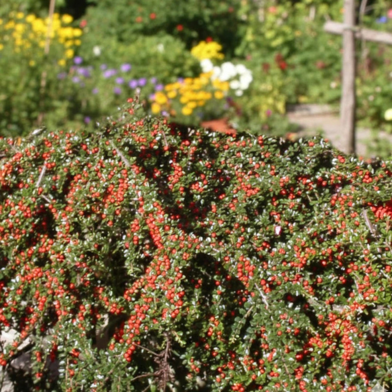 Cotoneaster rampant Skogholm, Cotonéaster