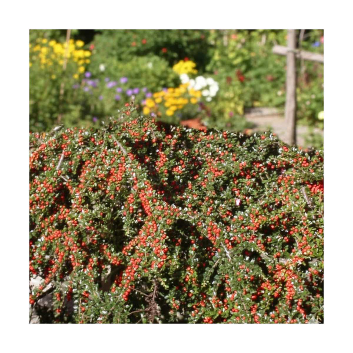 Cotoneaster rampant Skogholm, Cotonéaster