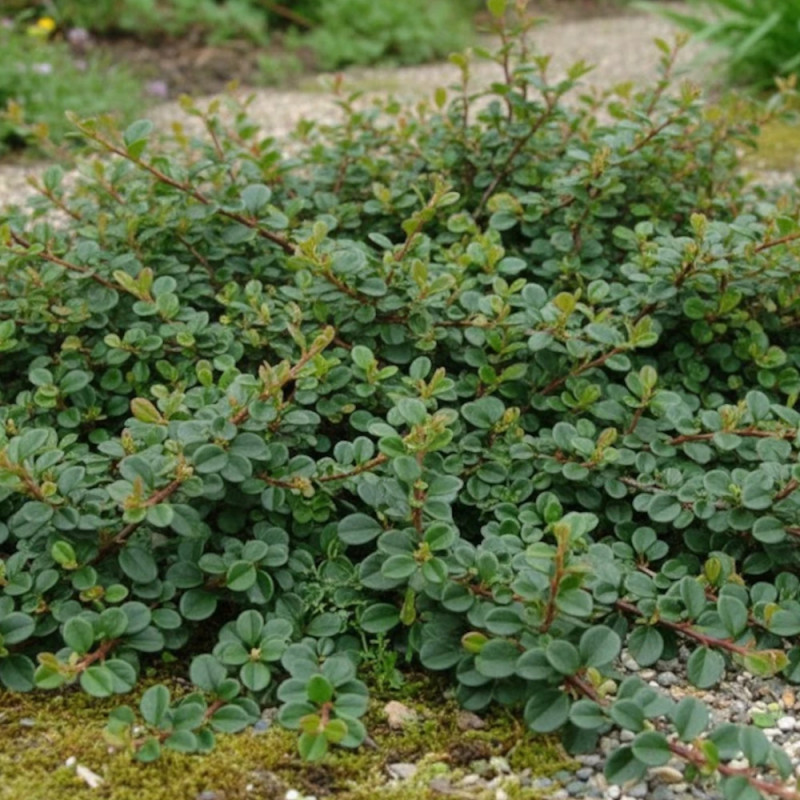 Cotoneaster rampant Green Carpet, Cotonéaster