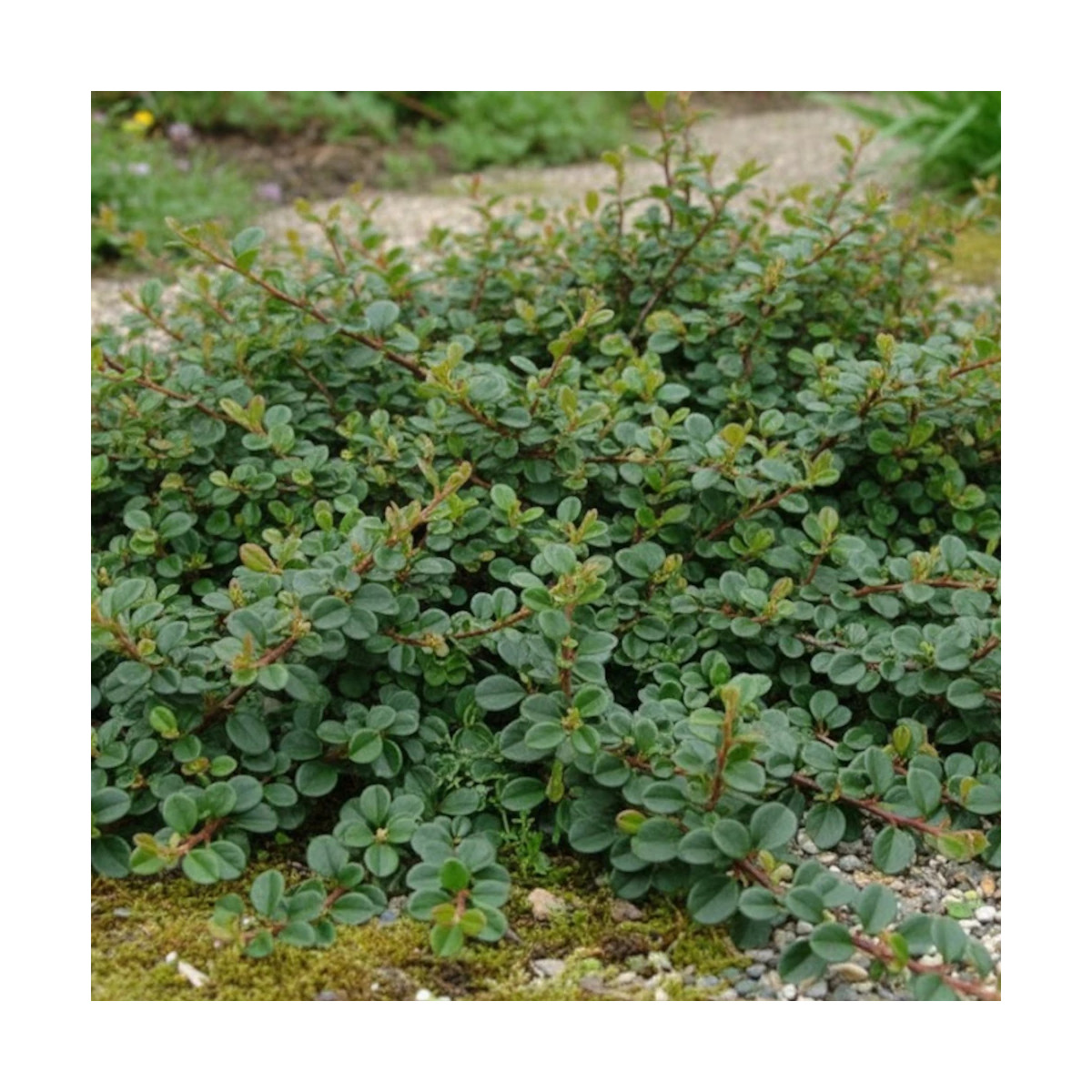 Cotoneaster rampant Green Carpet, Cotonéaster