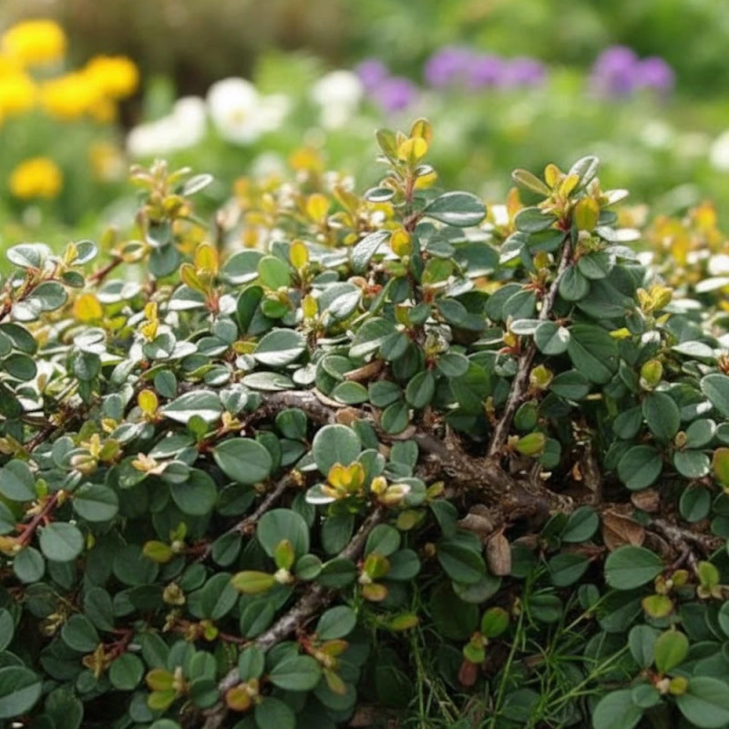 Cotoneaster rampant Green Carpet, Cotonéaster