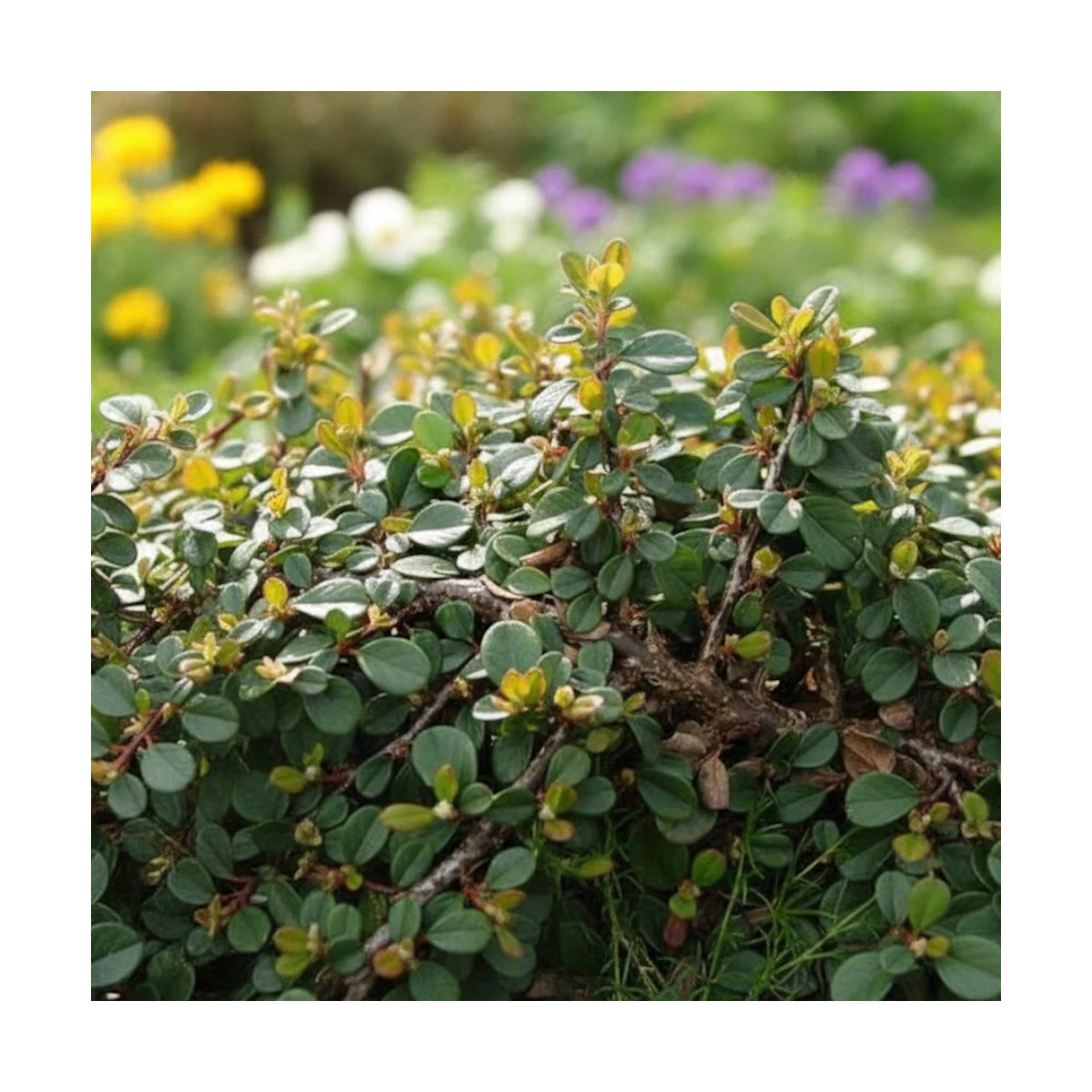 Cotoneaster rampant Green Carpet, Cotonéaster