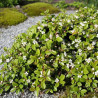 Cotoneaster Major, Cotonéaster