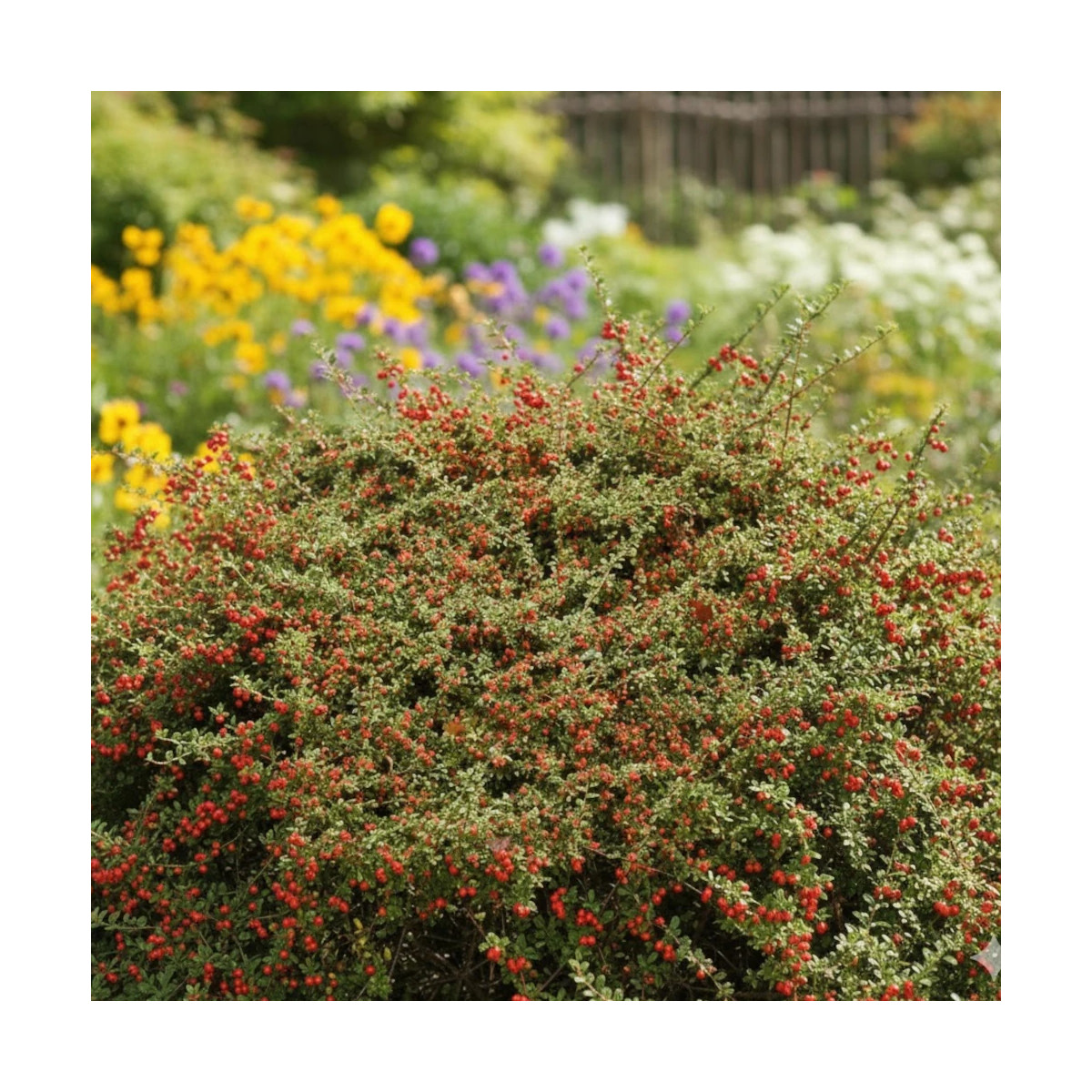 Cotoneaster rampant de Dammer - SILENCE, ça pousse !, Cotonéaster