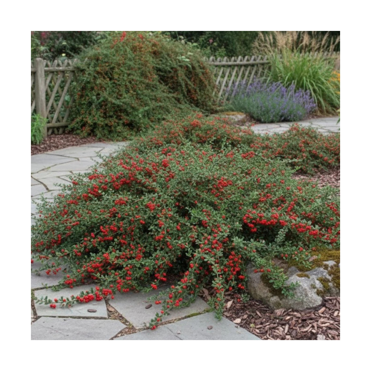 Cotoneaster rampant Skogholm - SILENCE, ça pousse !, Cotonéaster