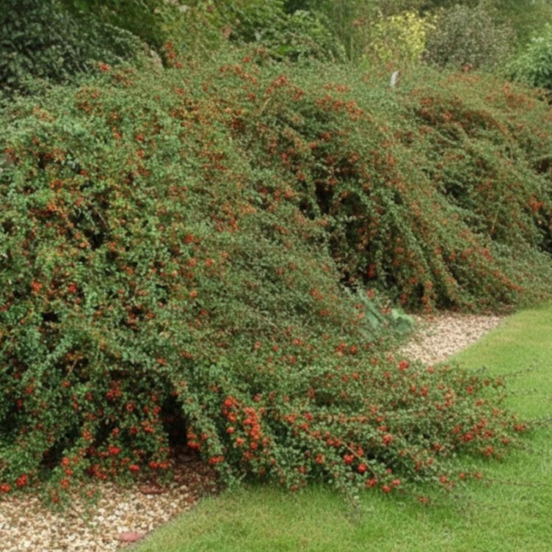 Cotoneaster rampant Skogholm - SILENCE, ça pousse !, Cotonéaster