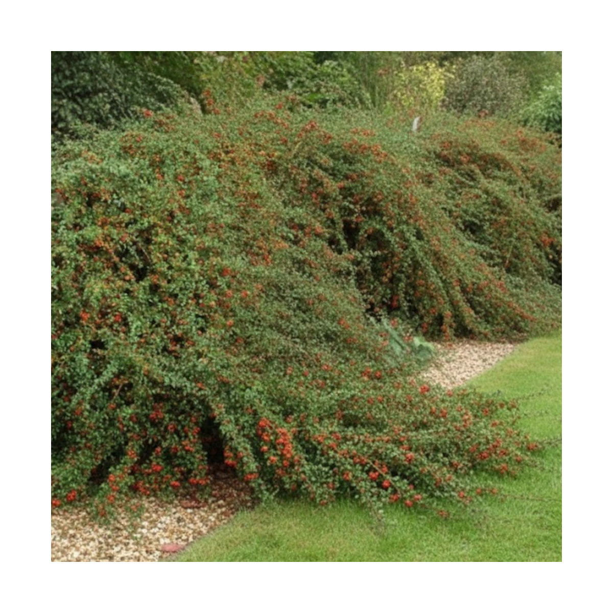 Cotoneaster rampant Skogholm - SILENCE, ça pousse !, Cotonéaster