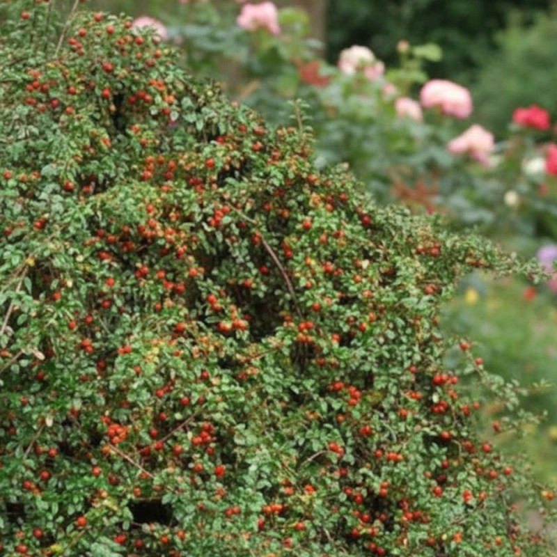 Cotoneaster rampant Skogholm - SILENCE, ça pousse !, Cotonéaster