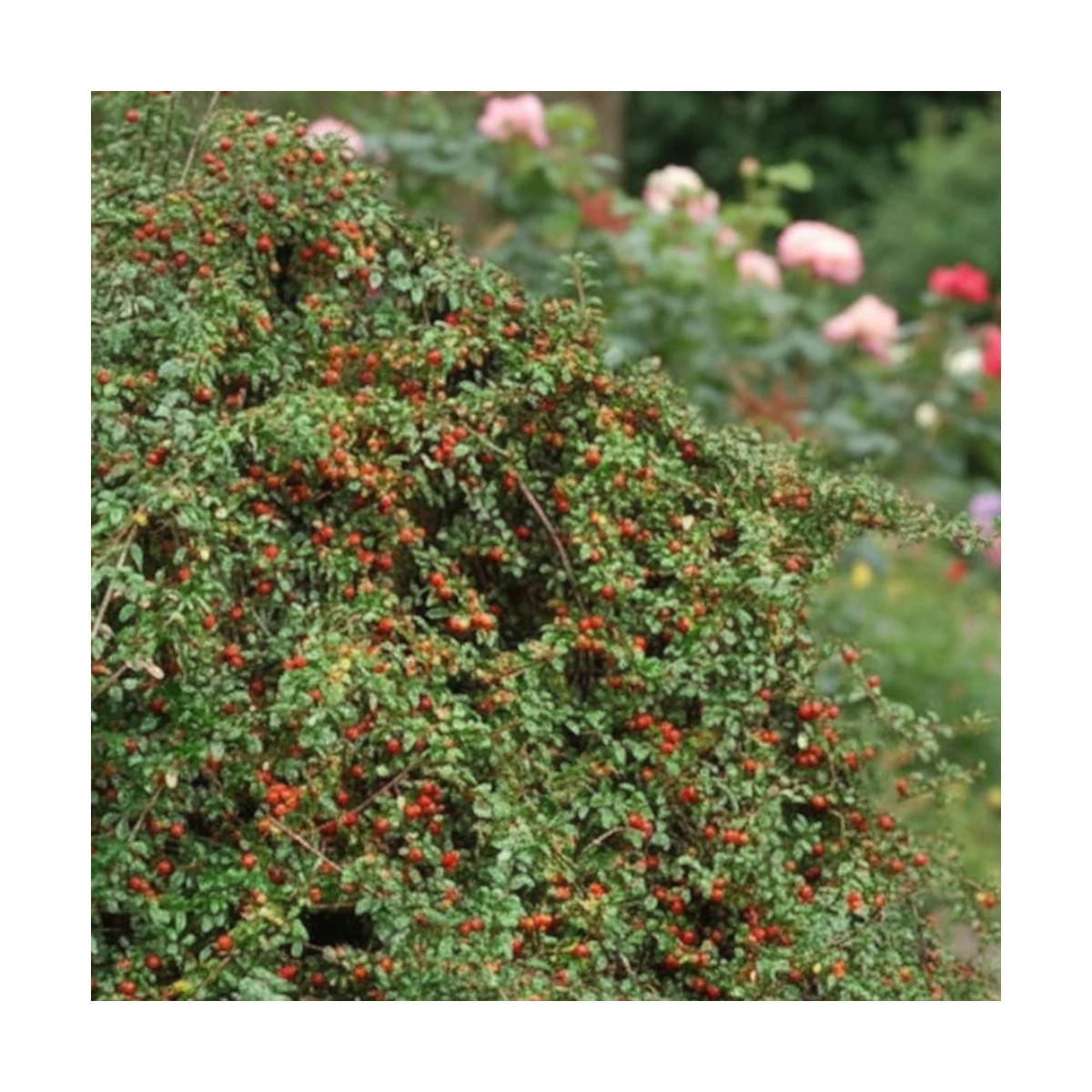 Cotoneaster rampant Skogholm - SILENCE, ça pousse !, Cotonéaster