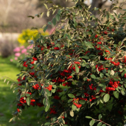 Cotoneaster Franchetii (Cotonéaster De Franchet) - Arbuste Persistant Pour Haie - Conteneur 3-4 Litres, ~60cm