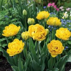 Bulbe de Tulipe double tardive Yellow Pomponette