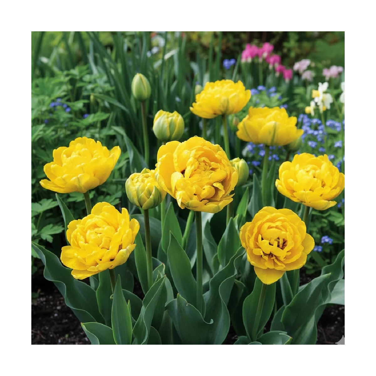 Bulbe de Tulipe double tardive Yellow Pomponette