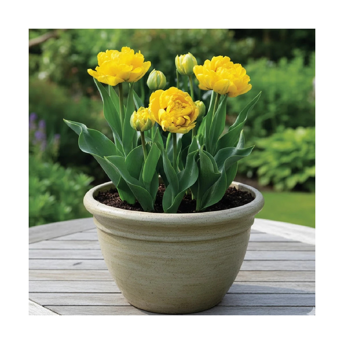 Bulbe de Tulipe double tardive Yellow Pomponette