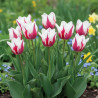 Bulbe de Tulipe Fleur de lis Marylin