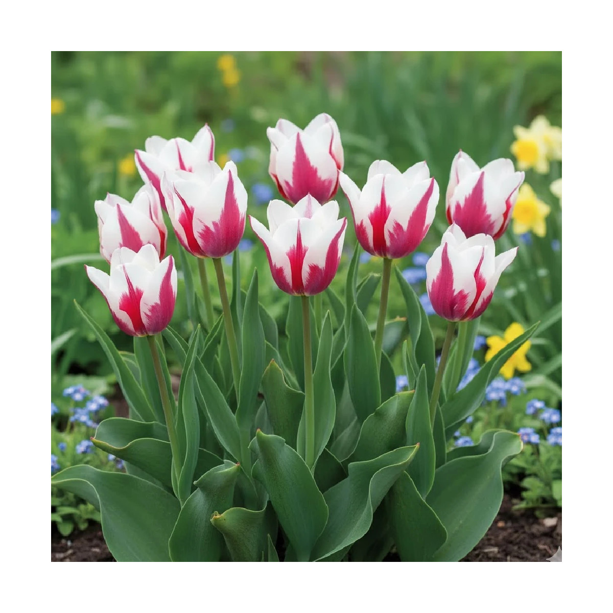 Bulbe de Tulipe Fleur de lis Marylin