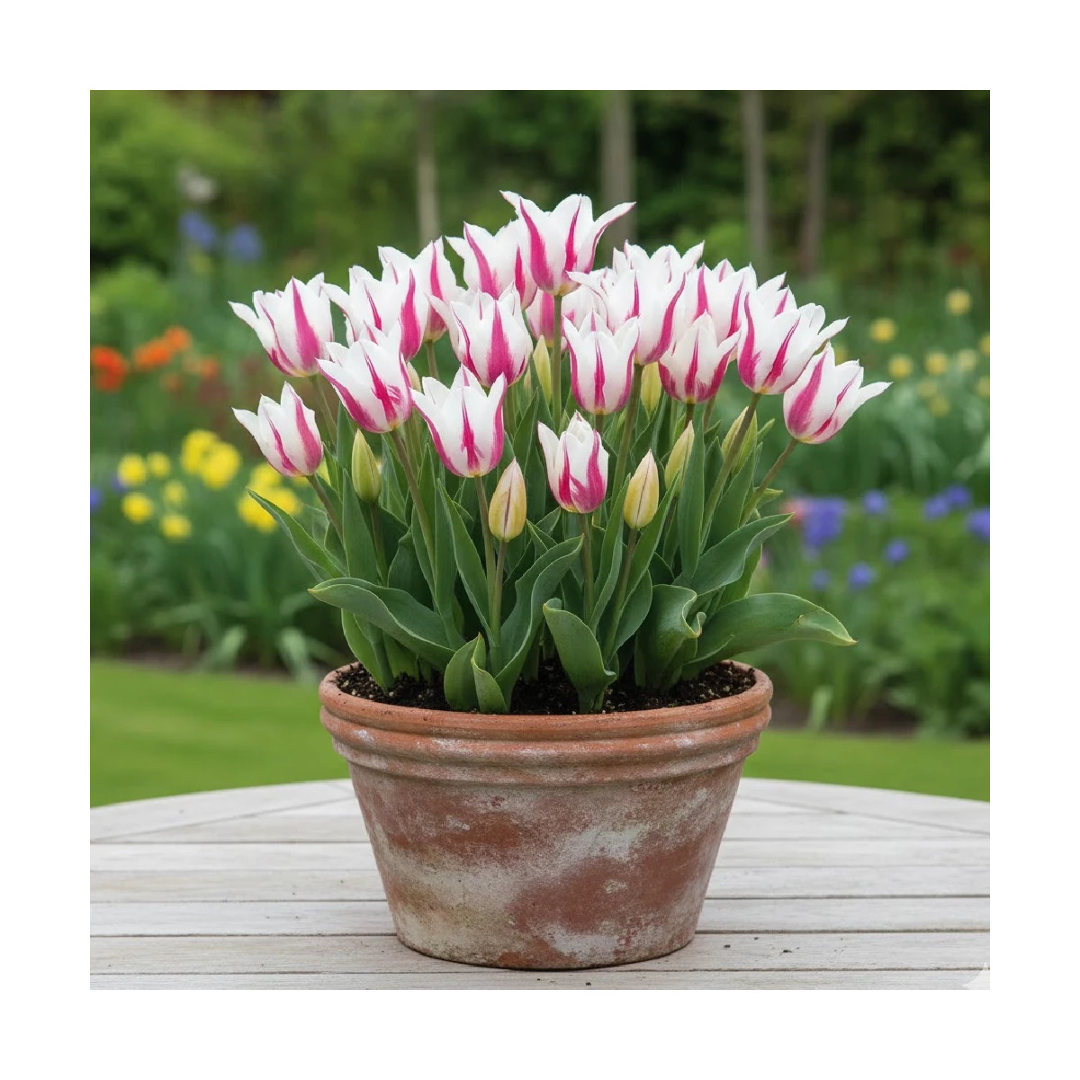Bulbe de Tulipe Fleur de lis Marylin