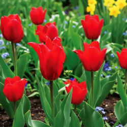 Bulbe de Tulipe Fleur de lis Pretty Woman