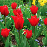 Bulbe de Tulipe Fleur de lis Pretty Woman