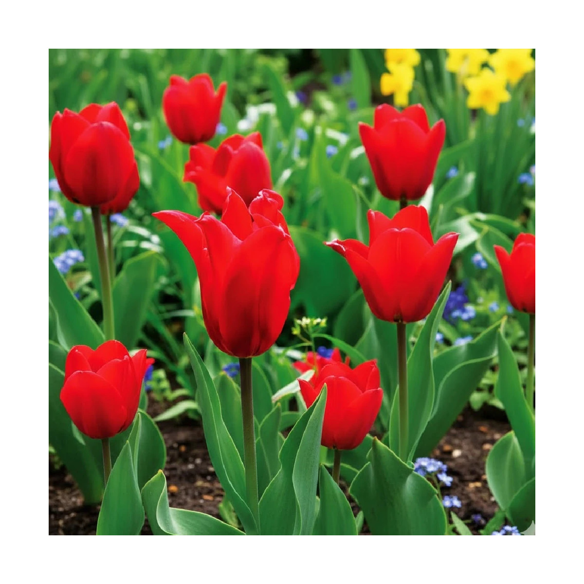 Bulbe de Tulipe Fleur de lis Pretty Woman